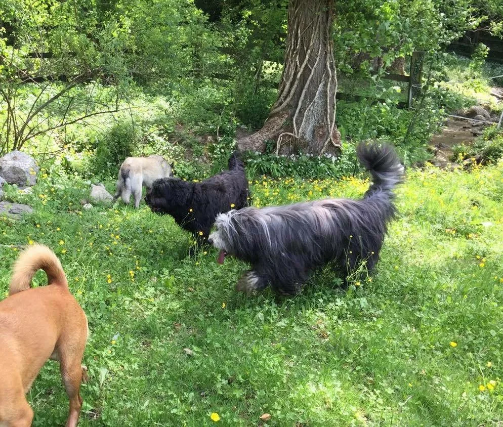 Centre Canin Mirador Sàrl - Vaud pet otel görseli 3