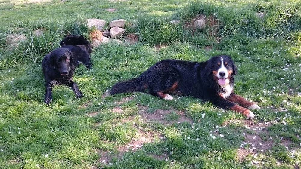 DogLodge - Vaud pet otel görseli 2