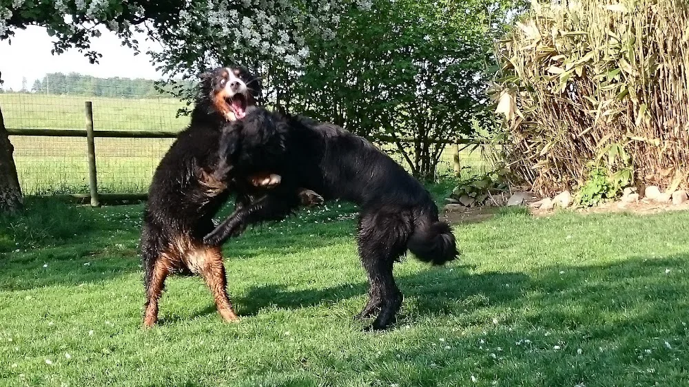 DogLodge - Vaud pet otel görseli 3