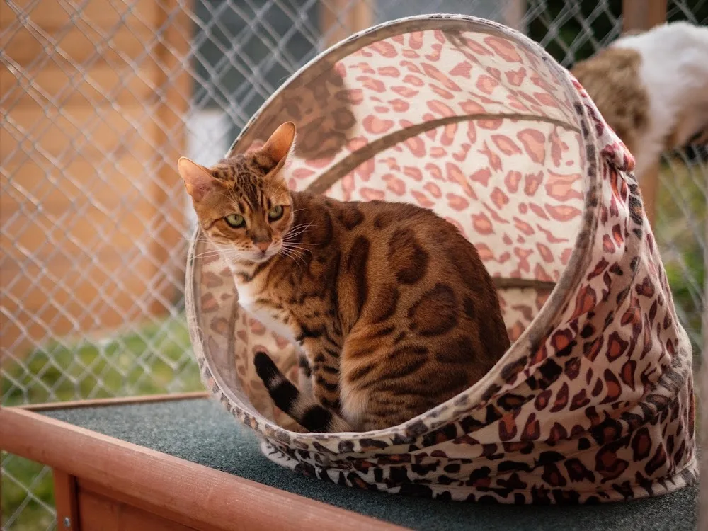 Hôtel pour chats Glitterine - Vaud pet otel