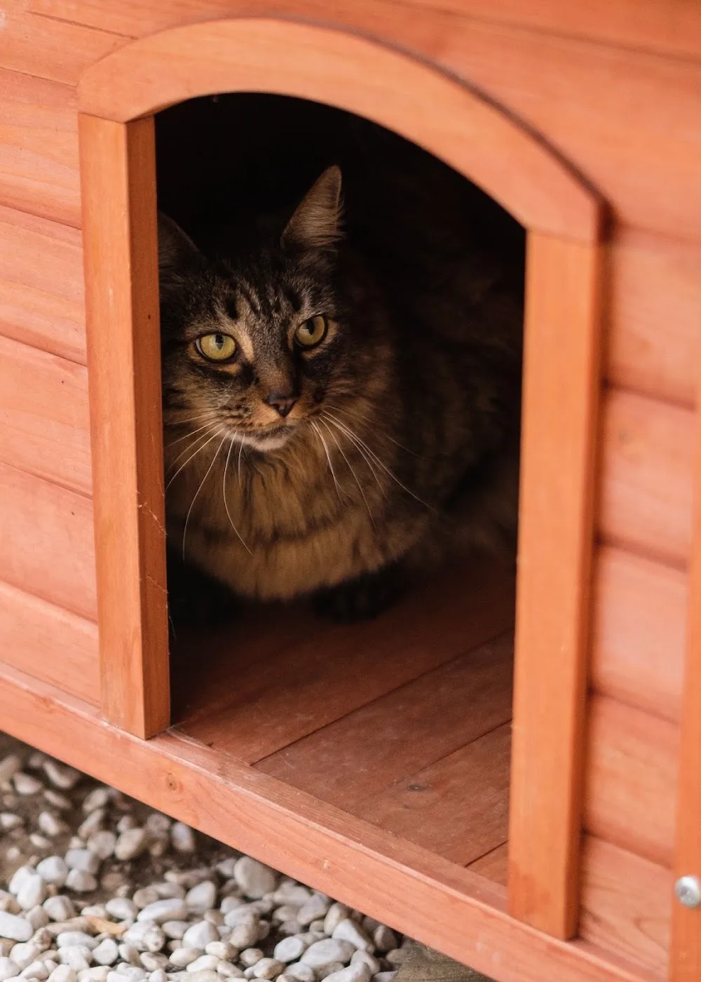 Hôtel pour chats Glitterine - Vaud pet otel görseli 4