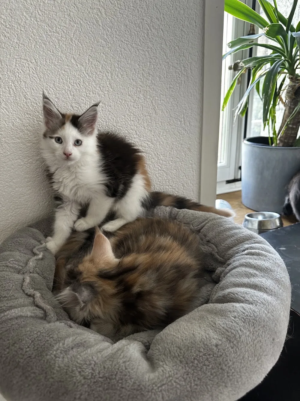Hôtel pour chats 'Le Clozaley' - Vaud pet otel