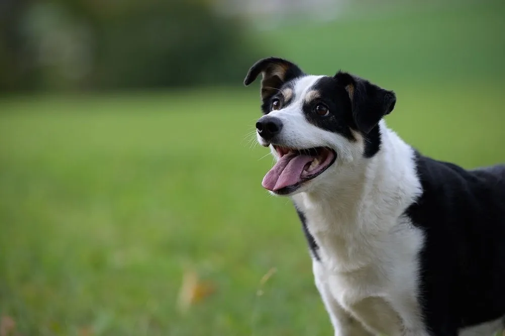 Pension pour chiens et chats Au Coeur du Loup - Vaud pet otel