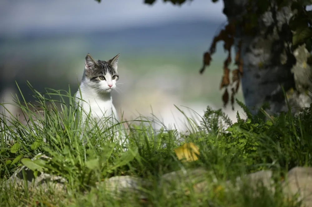 Pension pour chiens et chats Au Coeur du Loup - Vaud pet otel görseli 3