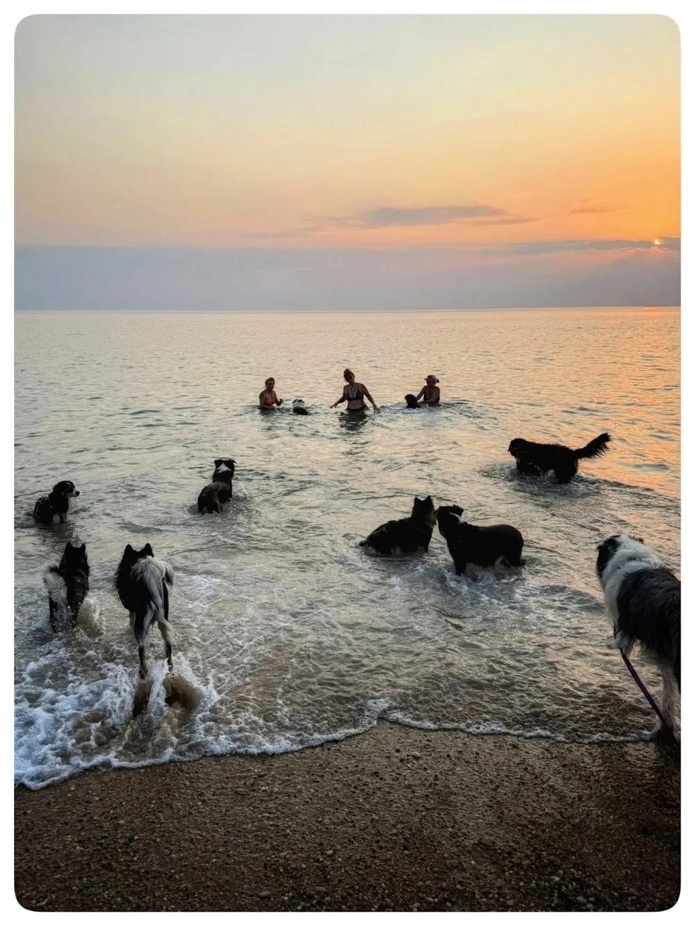 Au Doux Canin - Les Sables d'Olonne - Vendée pet otel
