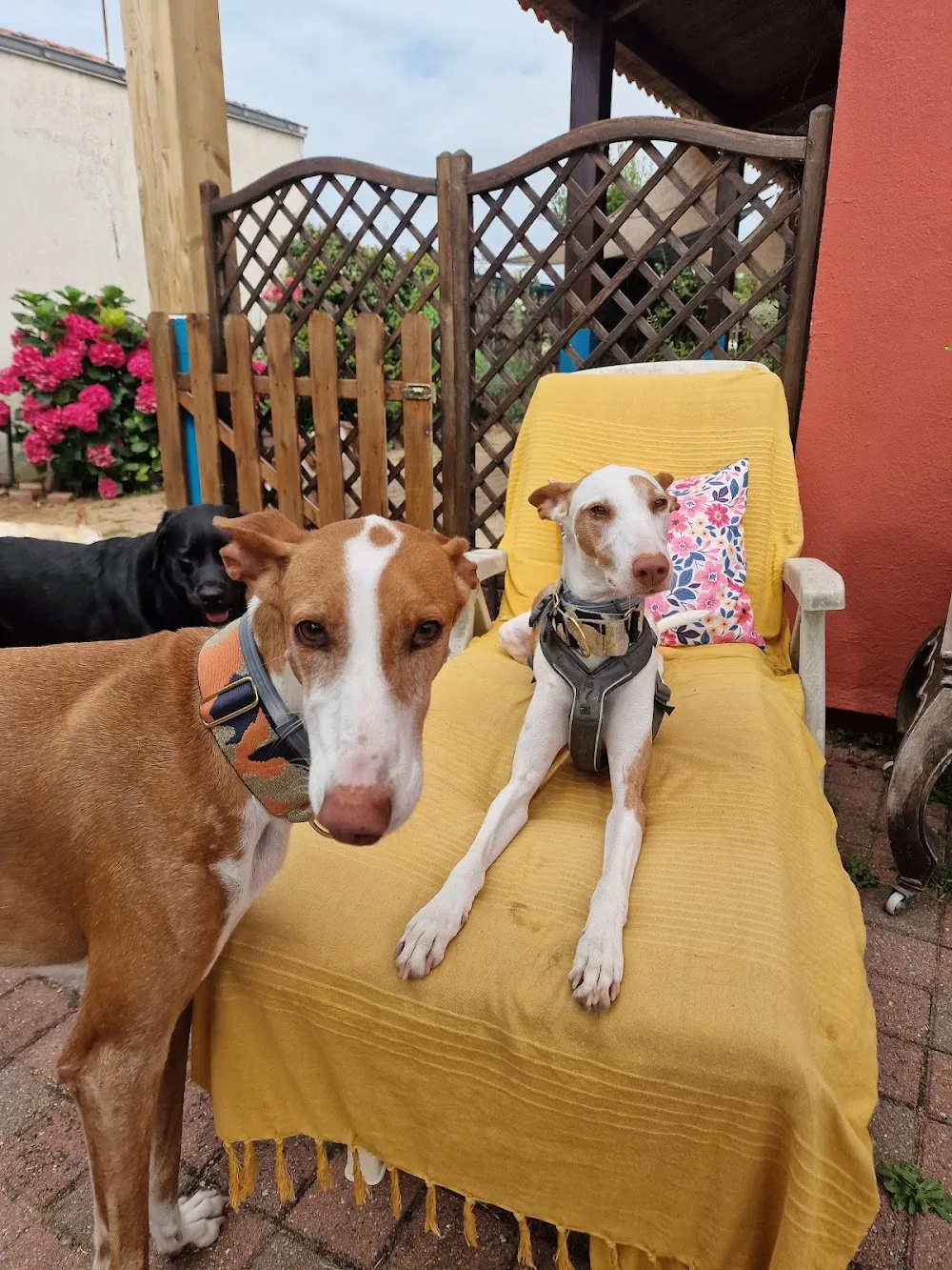 Au Doux Canin - Les Sables d'Olonne - Vendée pet otel görseli 3