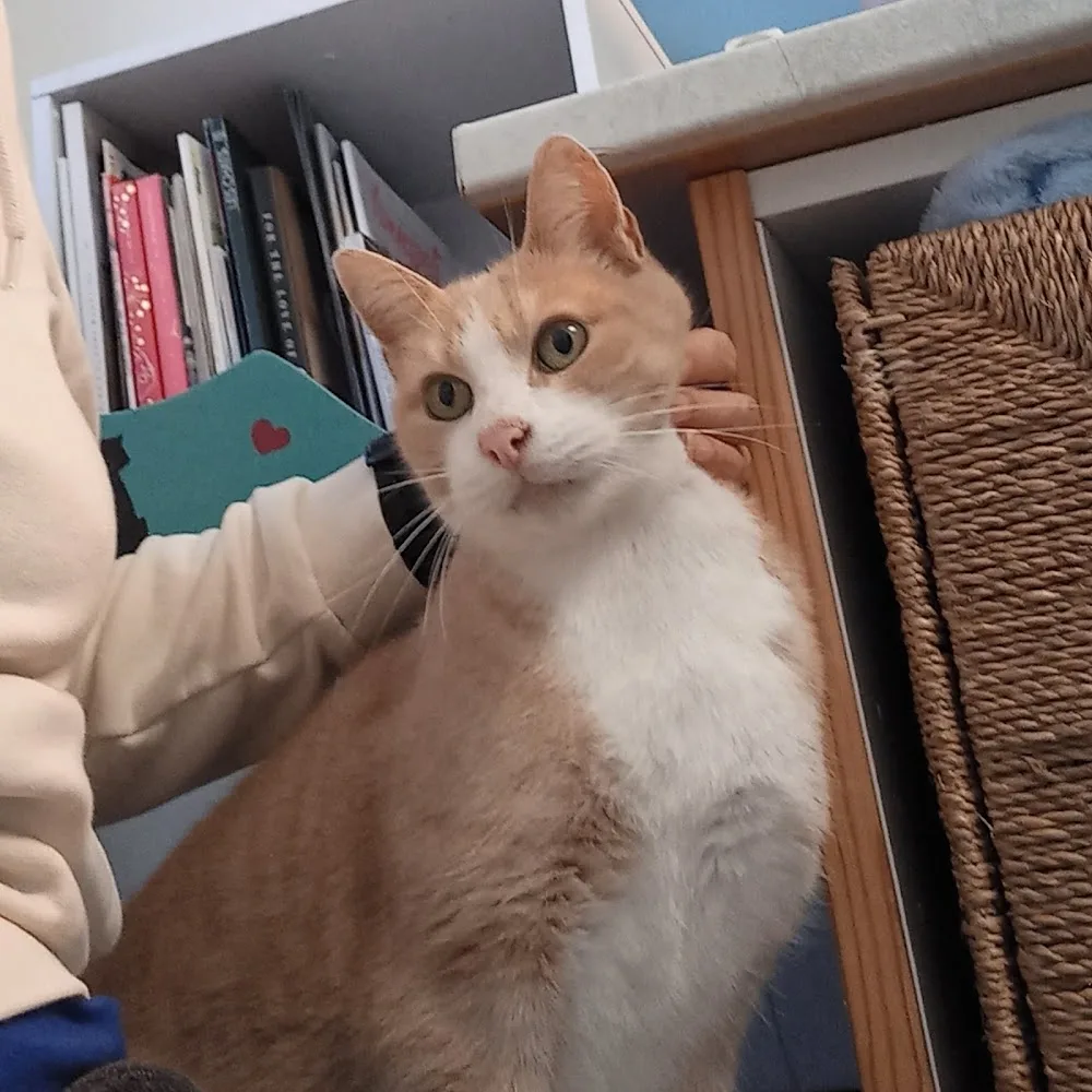 Calypso pension pour chats - Vendée pet otel görseli 3