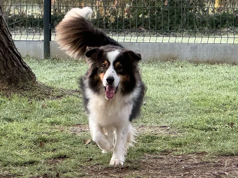 Domaine de sweety blue Éleveur Am’staff et Main coon - Vendée pet otel görseli 3