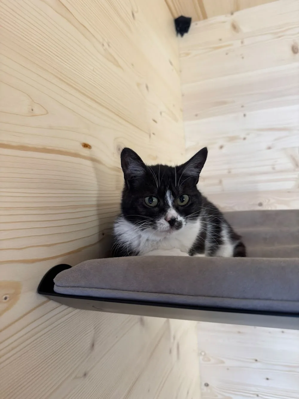 Georges Cat La Roche-sur-Yon - Vendée pet otel görseli 5