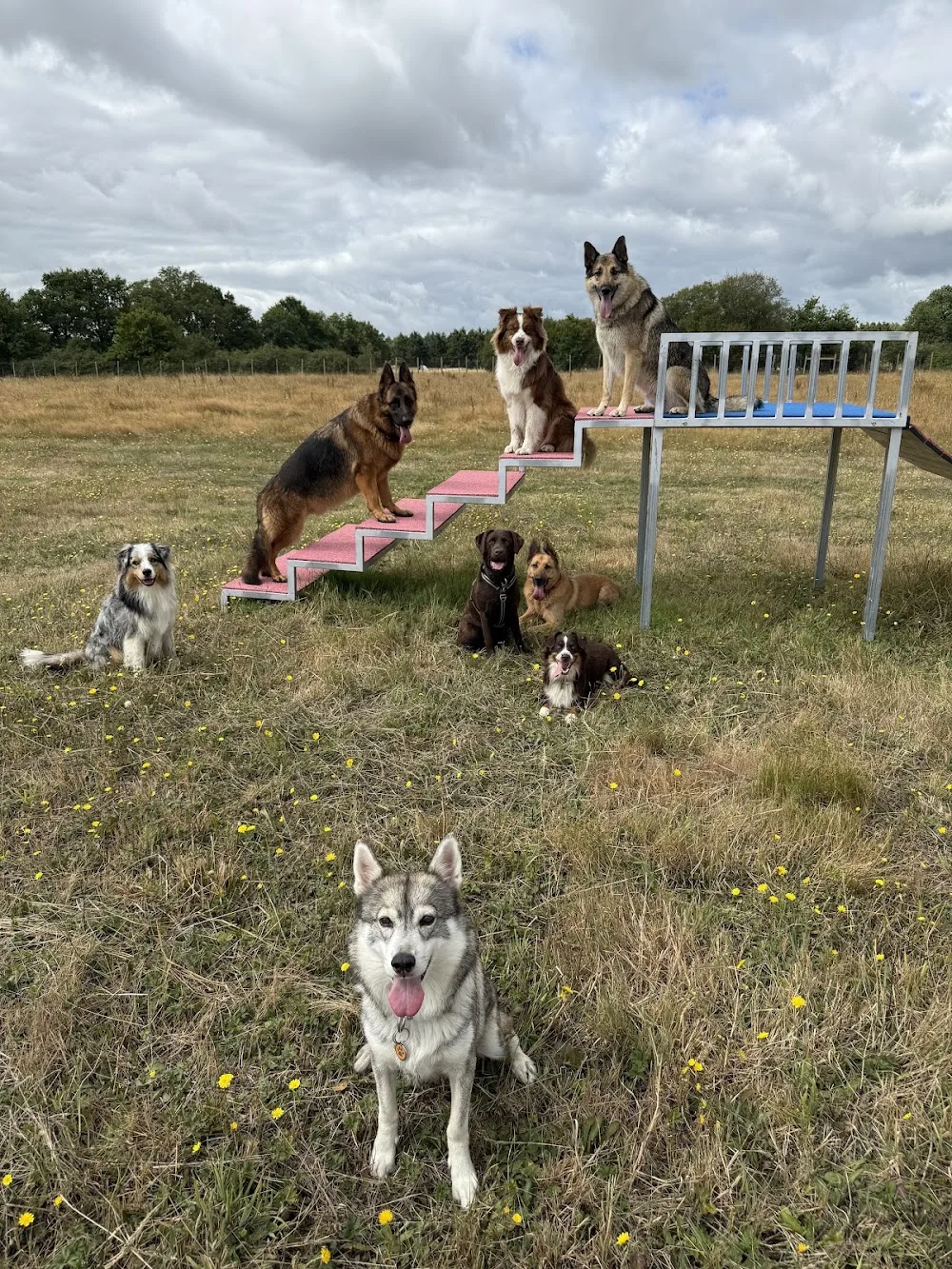 La tribu d’AliZ Pets - Pension canine & Petsitter - Vendée pet otel