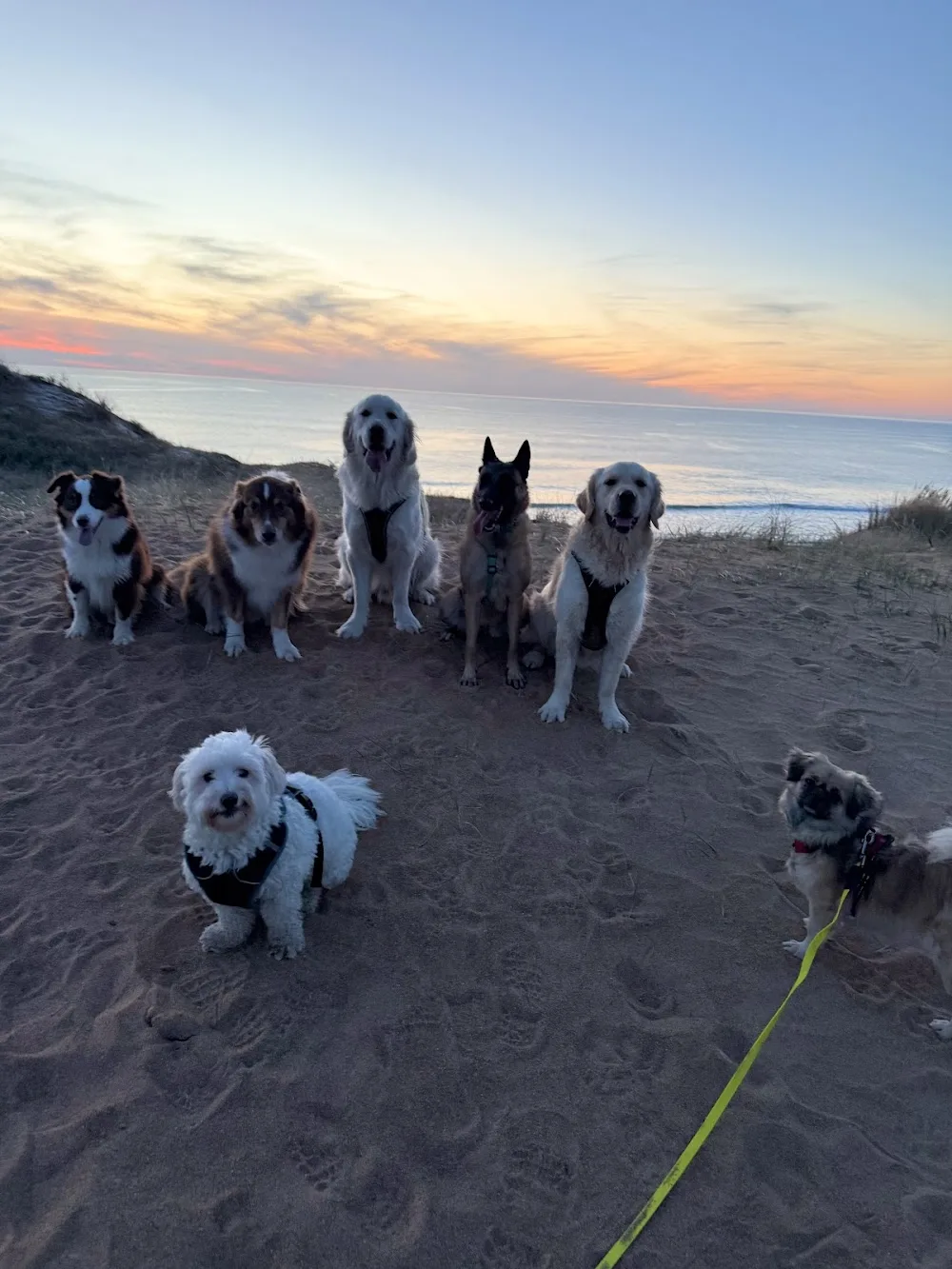 La tribu d’AliZ Pets - Pension canine & Petsitter - Vendée pet otel görseli 3