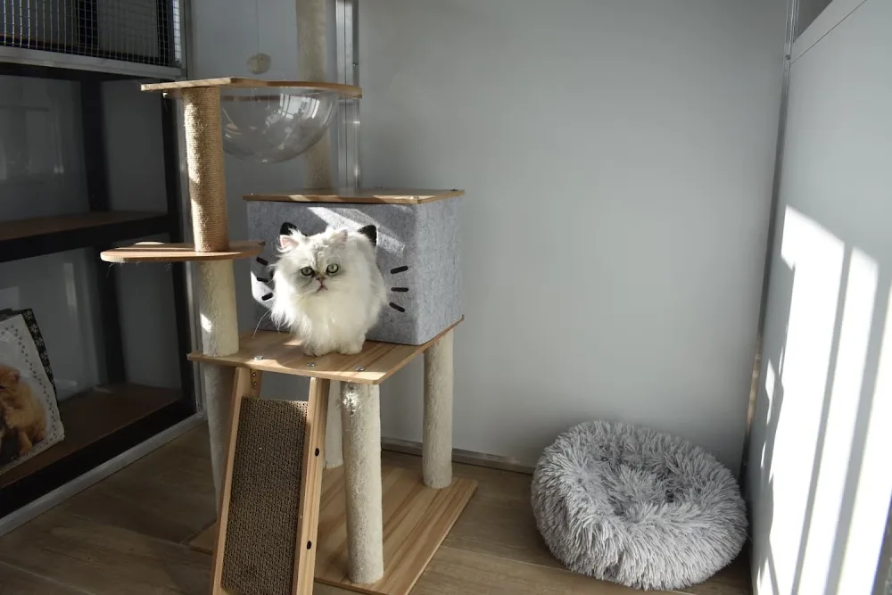 LE CHAT LAND' DAY - Pension pour chats - Garde de chats - Pet Sitter - Vendée pet otel görseli 3
