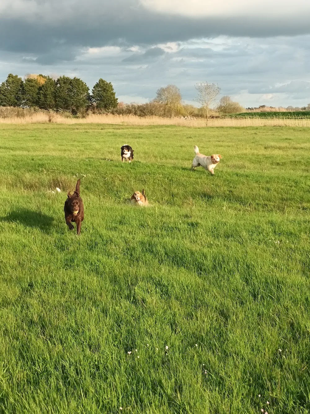 pension canine familiale Au Beau Rivage - Vendée pet otel görseli 2