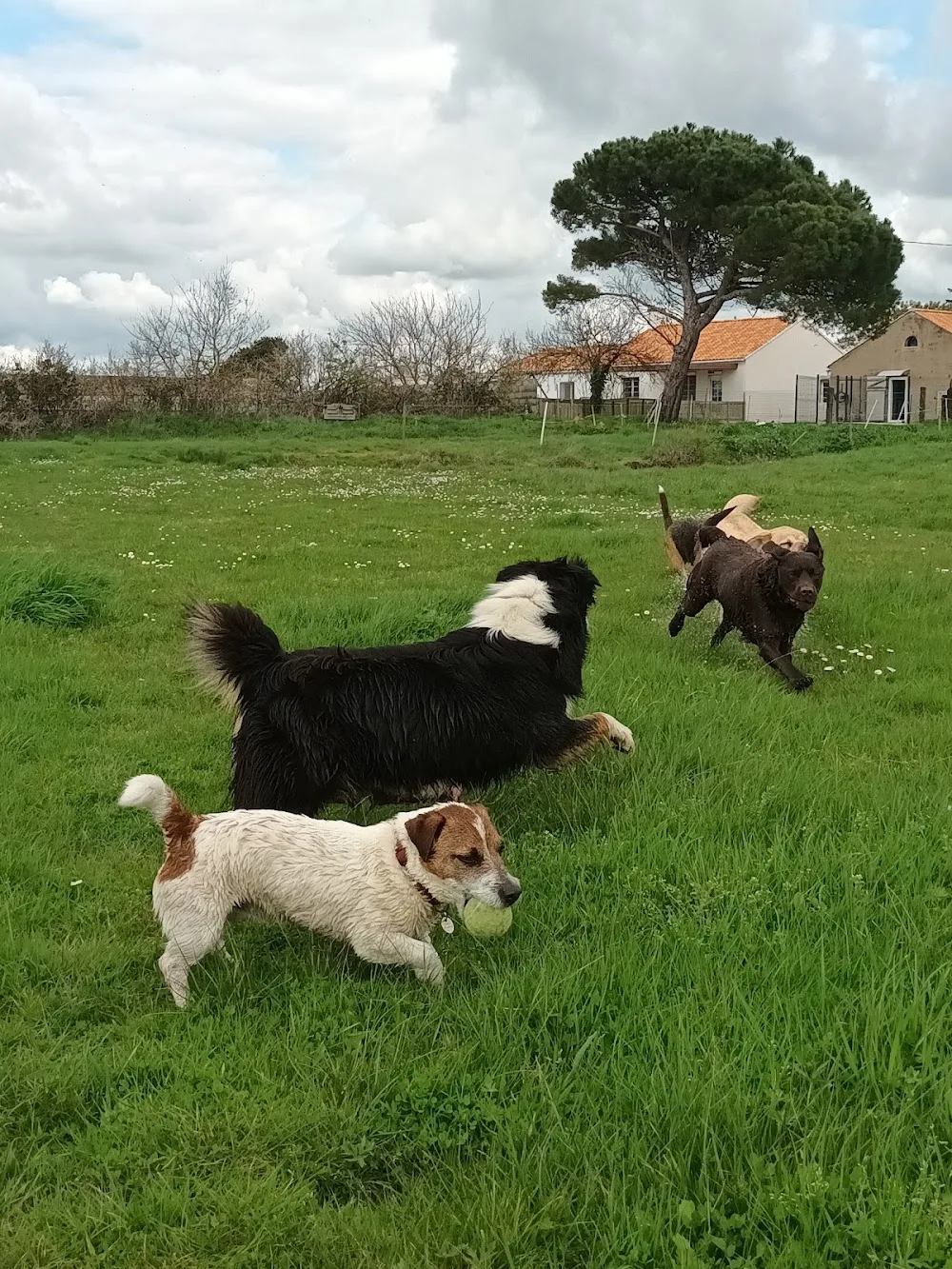 pension canine familiale Au Beau Rivage - Vendée pet otel görseli 3