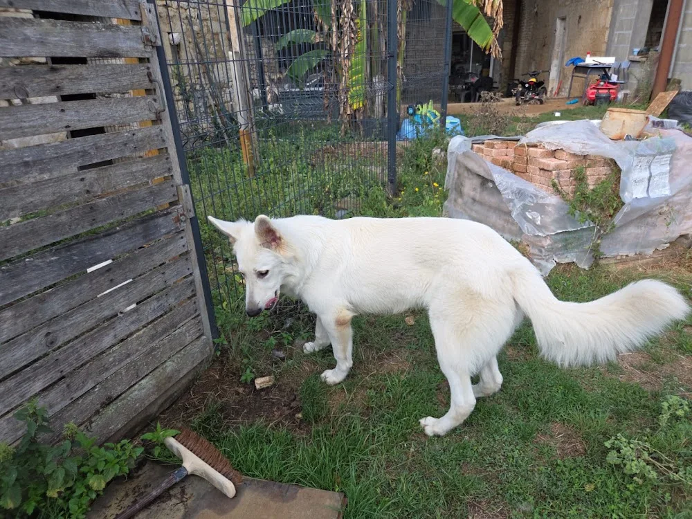 Pension Canine Familiale "Dog's Univers" - Vendée pet otel görseli 3