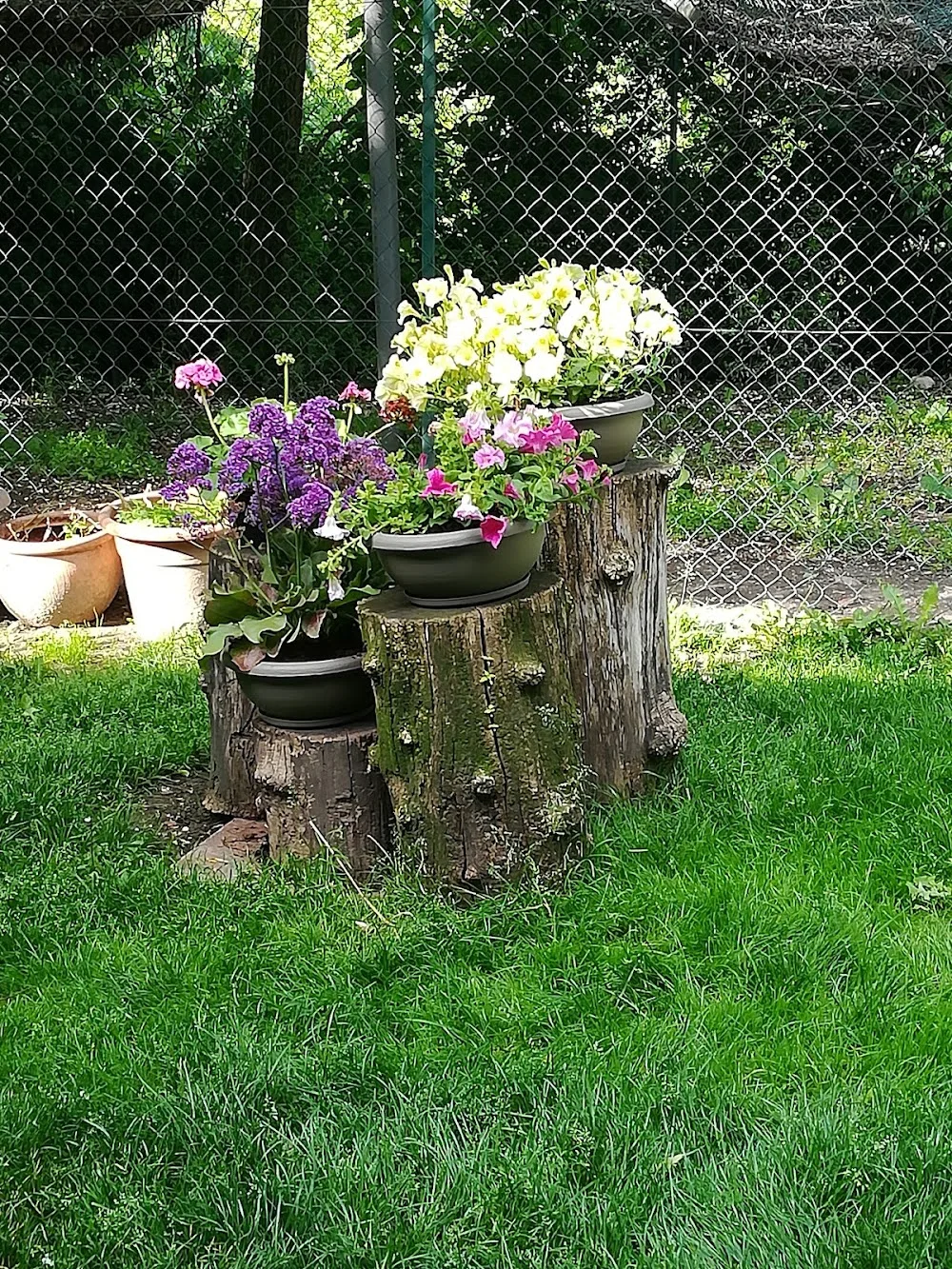 BAUMIAU Pensione per Cani e Allevamento - Veneto pet otel