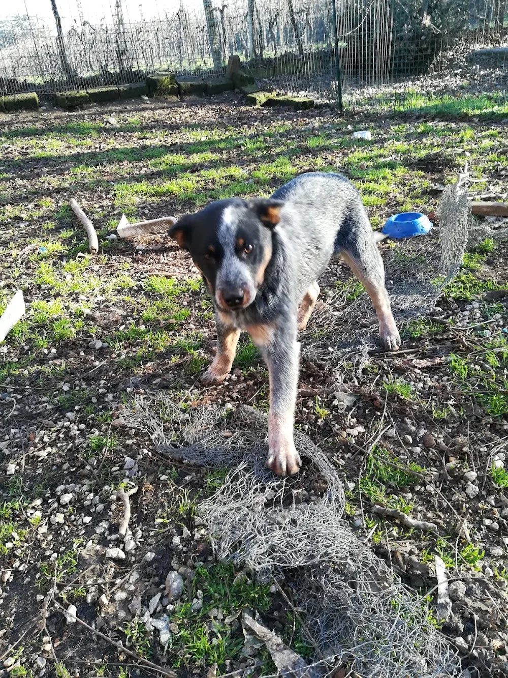 BAUMIAU Pensione per Cani e Allevamento - Veneto pet otel görseli 3