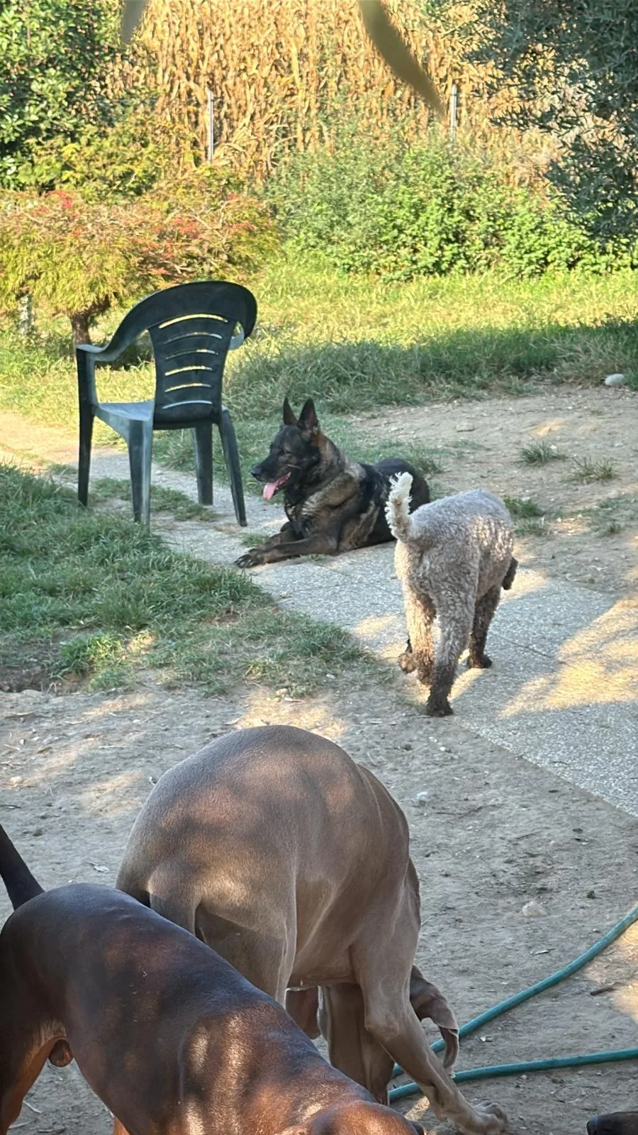 Ca' dei Cani - Veneto pet otel