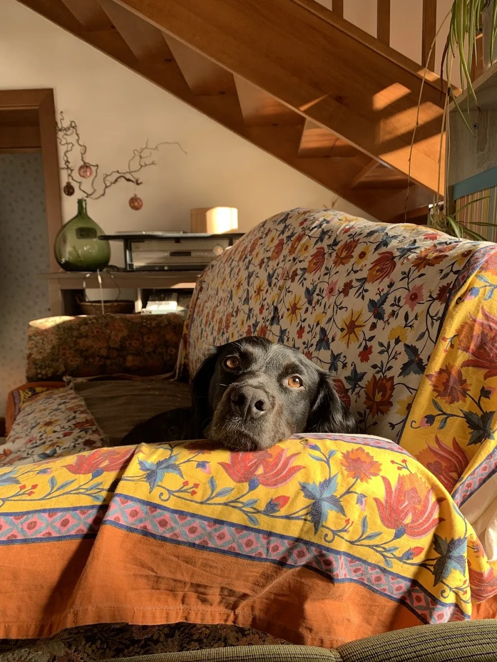 Ca' dei Cani - Veneto pet otel görseli 3