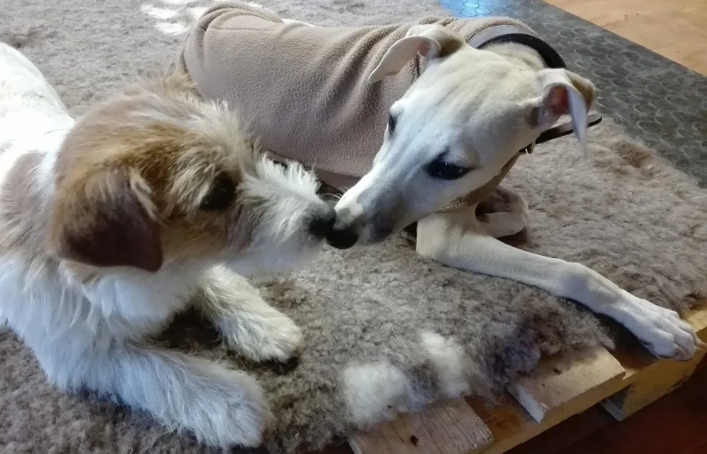 Centro Cinofilo Antico Fiume Allevamento del JACK Russell Terrier - Veneto pet otel görseli 3