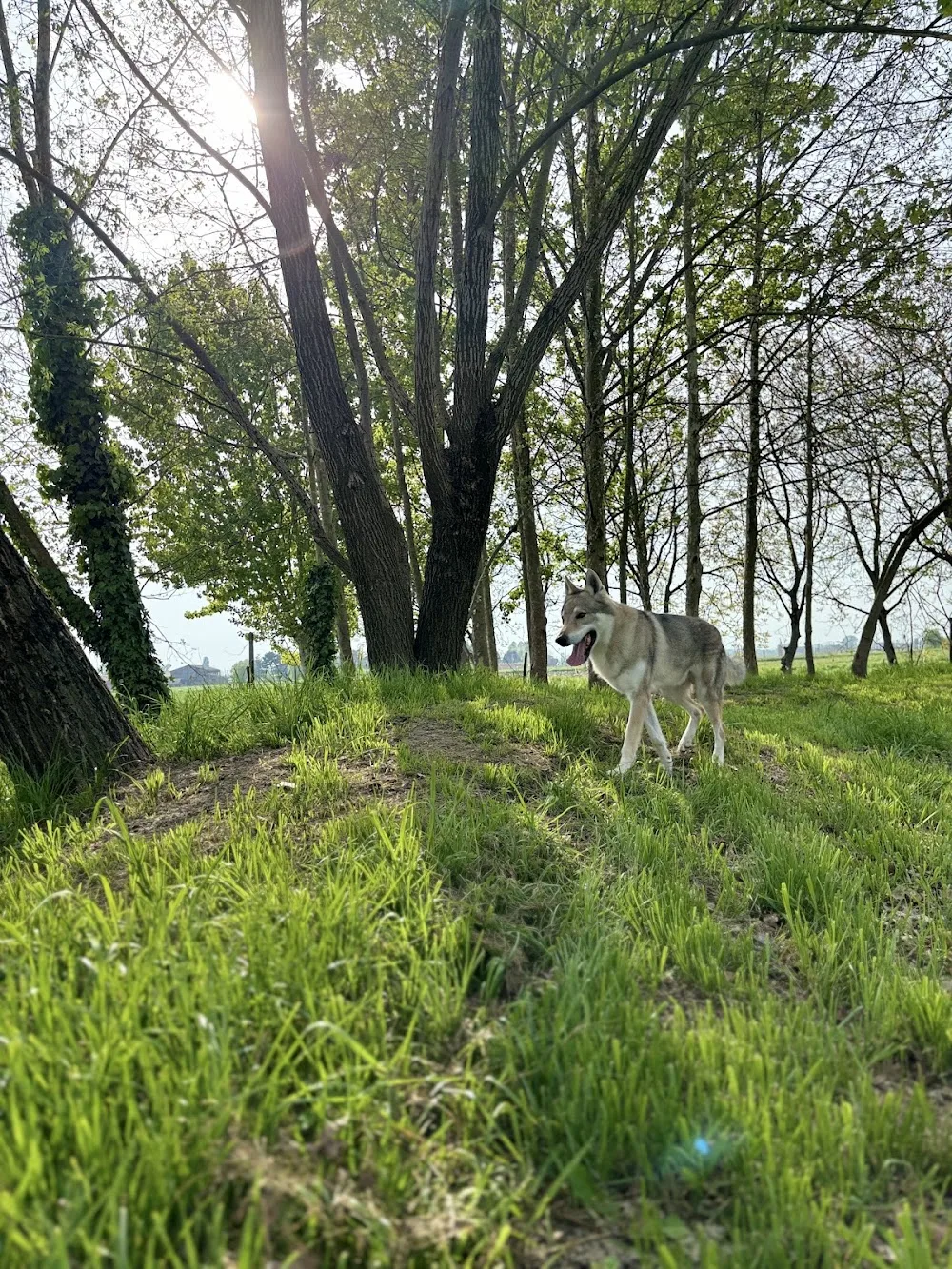 La Casa Dell’Olmo - Veneto pet otel görseli 3
