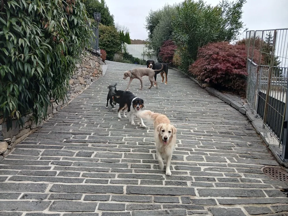 Pensione per cani - Privata - Cà Seûra - di Katja Giovannoni - Verbano-Cusio-Ossola pet otel görseli 3