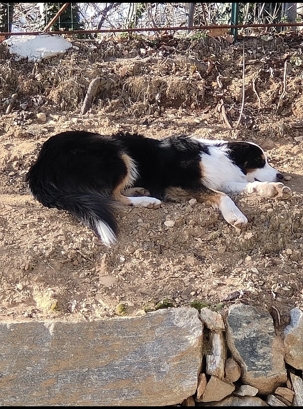 Sesia Dog's Island - Verbano-Cusio-Ossola pet otel görseli 3