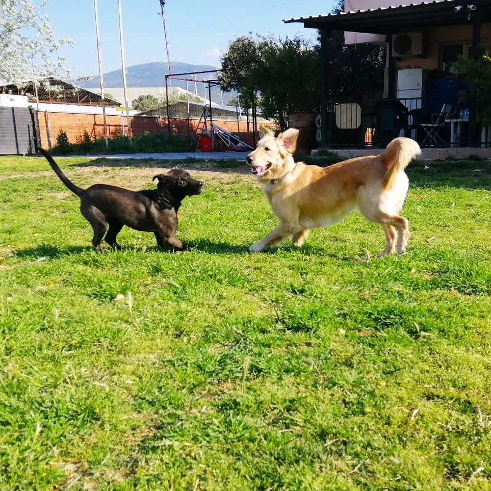 Vesta Köpek Eğitimi & Köpek Oteli - İzmir - Vesta Pet Services - Izmir pet otel görseli 6