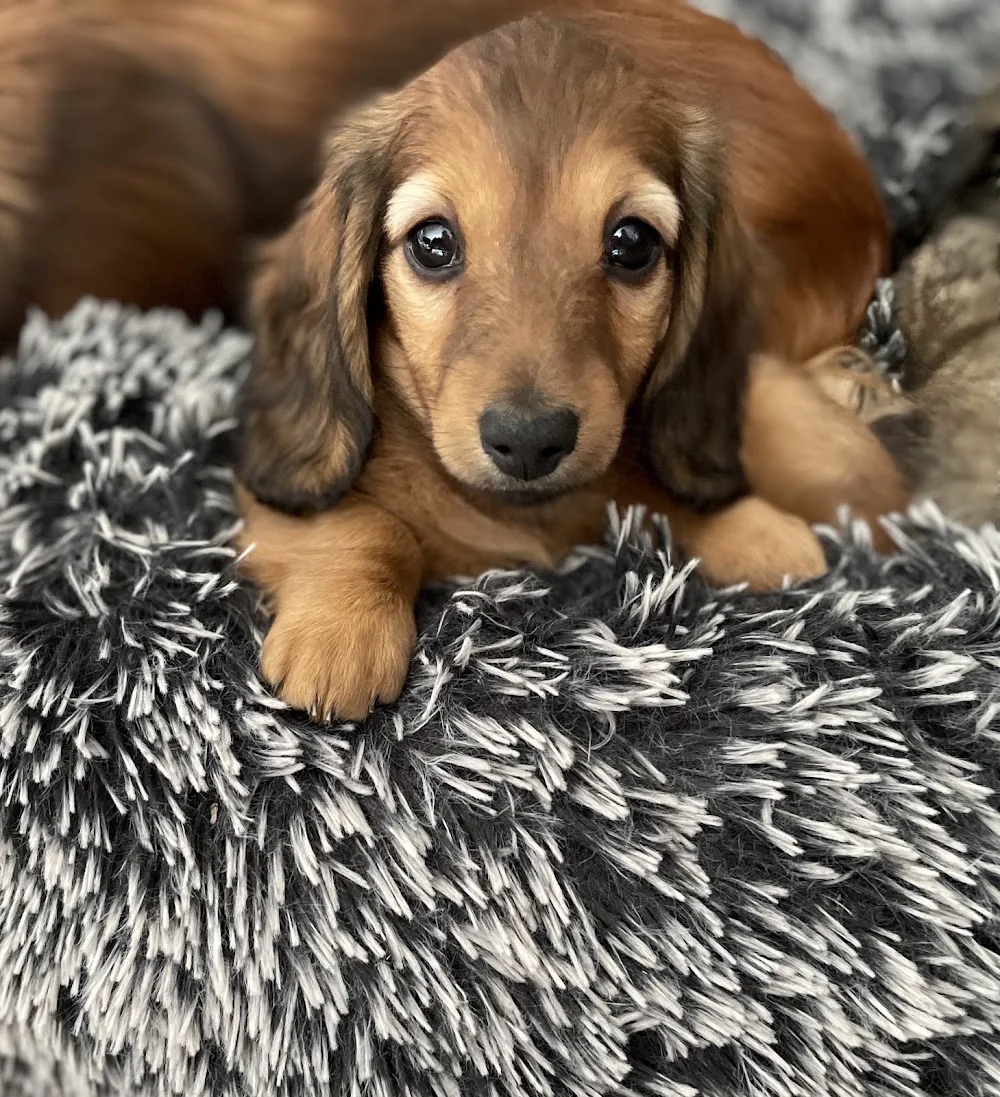 Kennel Ratoppen - Vestfold pet otel