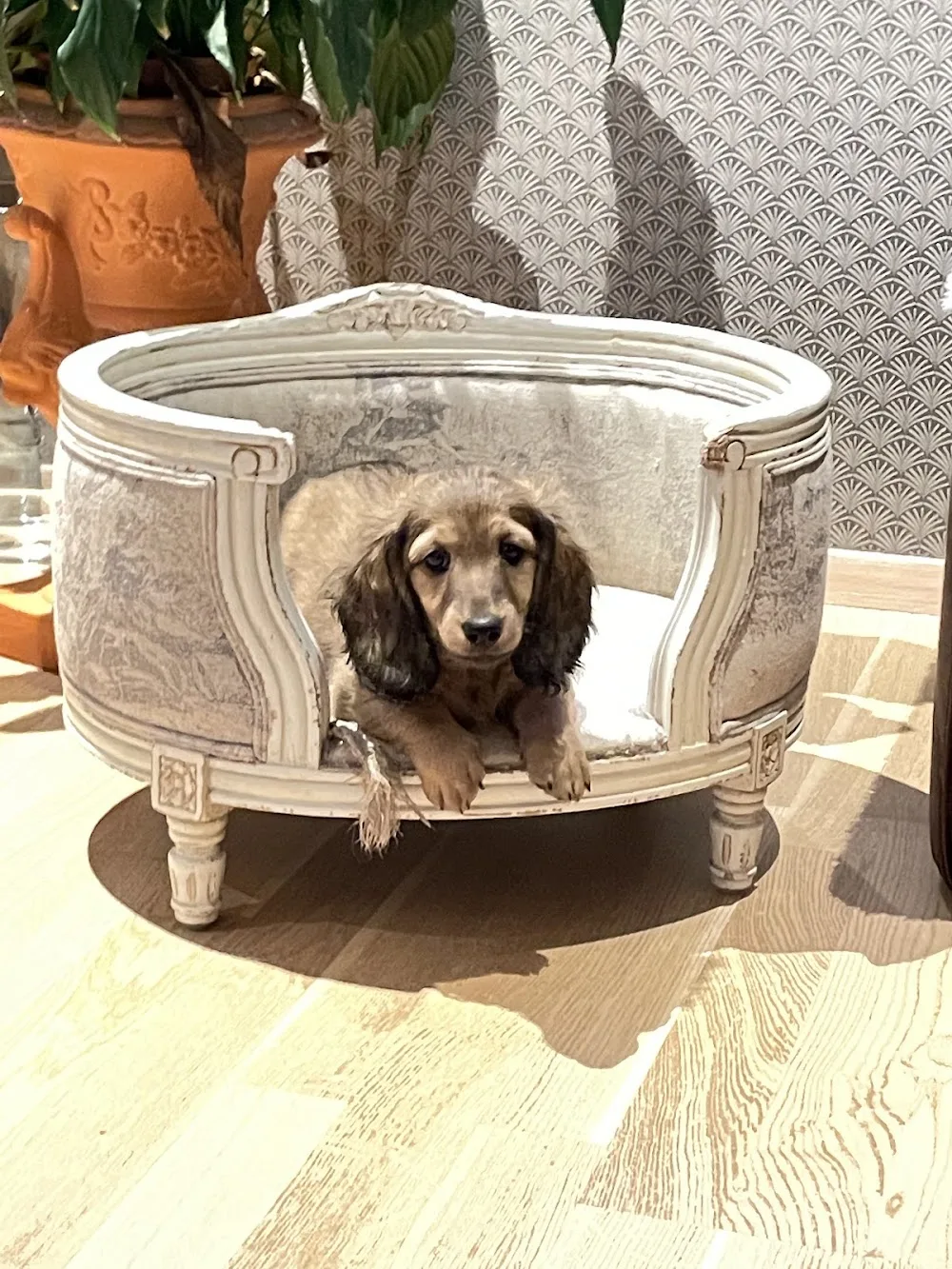 Kennel Ratoppen - Vestfold pet otel görseli 3