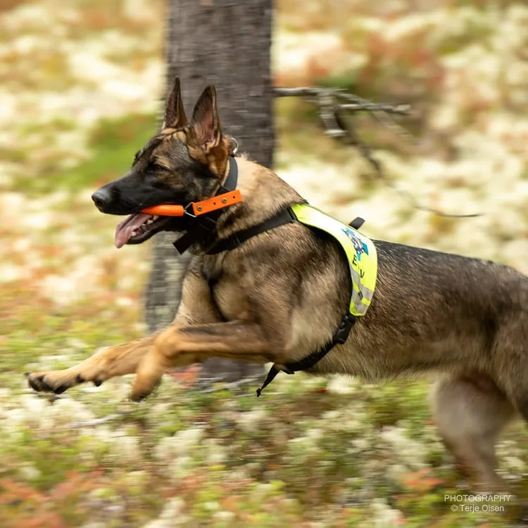Kennel GreyAlpha - Vestland pet otel görseli 3