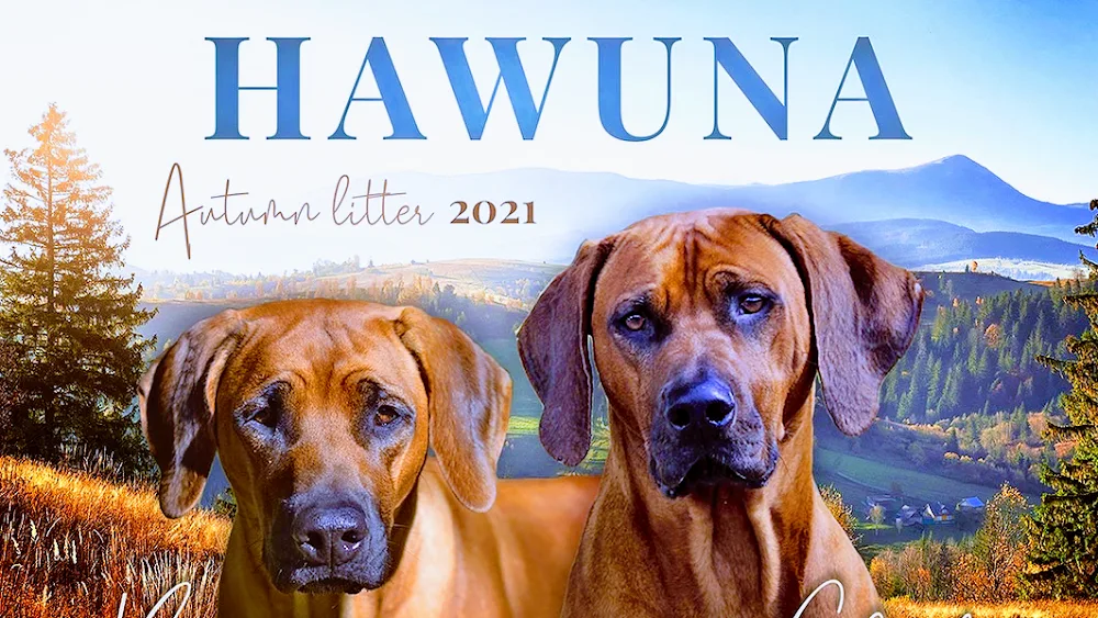 Kennel Hawuna - Vestland pet otel