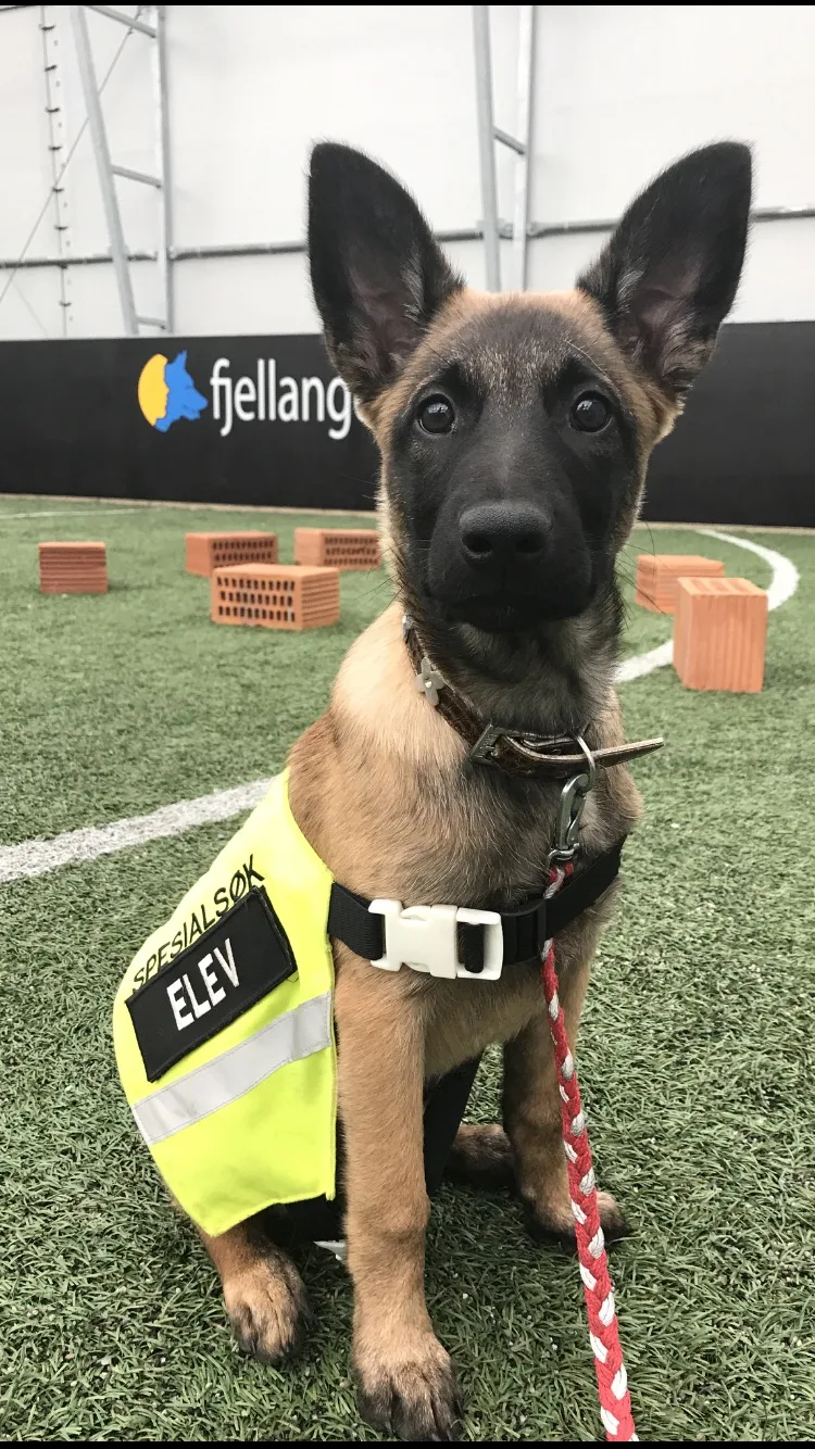 Tunge Hundesenter - Vestland pet otel görseli 3