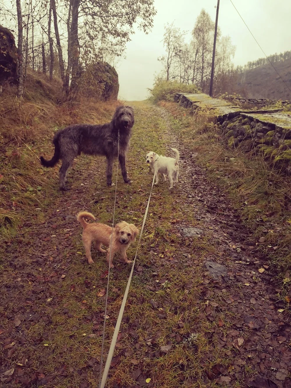 Voss Kennel - Vestland pet otel görseli 3