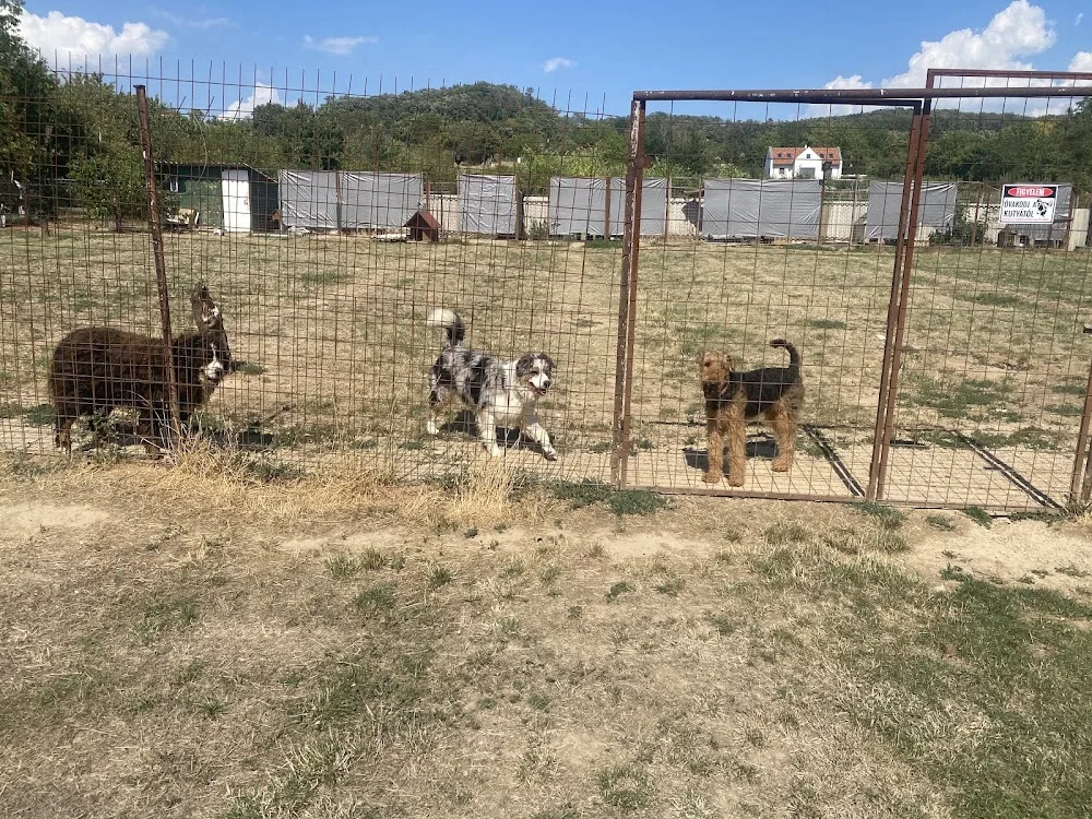Academy Dog Kennels Kutyaiskola - Veszprém County pet otel görseli 3