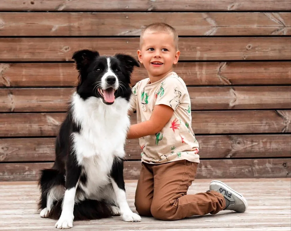 Banduren Border Collie Kennel - Veszprém County pet otel