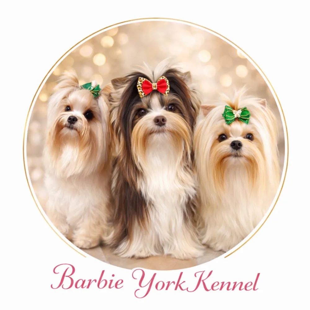 Barbie york kennel - Veszprém County pet otel