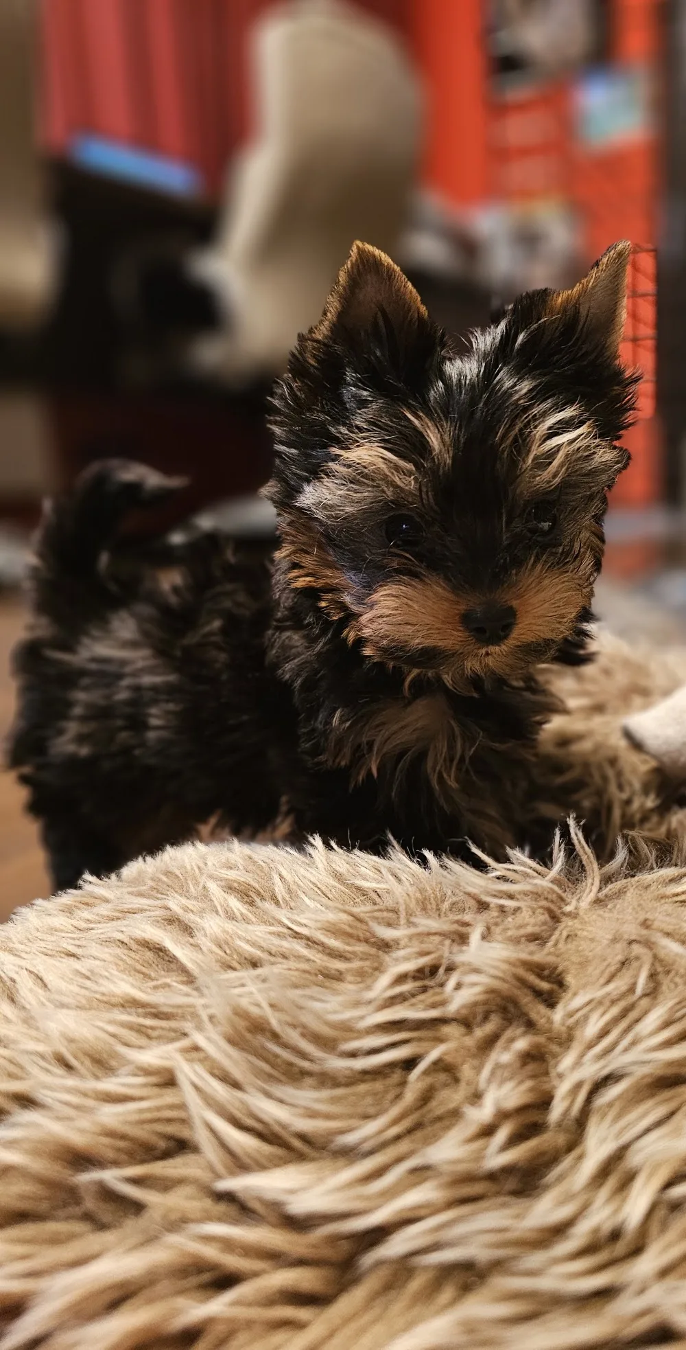 Barbie york kennel - Veszprém County pet otel görseli 3