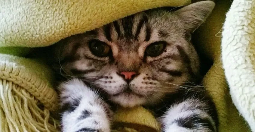 Bízd ránk cicádat Veszprémben és környékén :) - Cicaszitter - Macskagondozás a cica saját otthonában - Veszprém County pet otel
