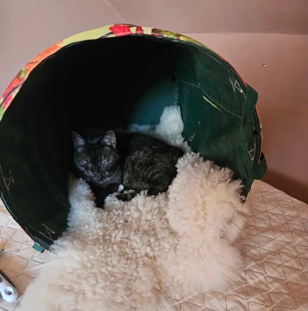 Bízd ránk cicádat Veszprémben és környékén :) - Cicaszitter - Macskagondozás a cica saját otthonában - Veszprém County pet otel görseli 3