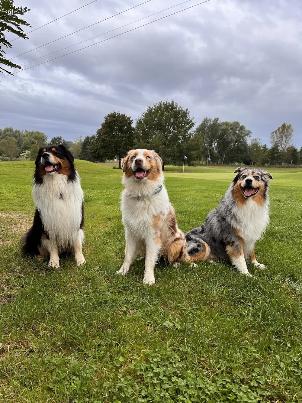 BudNat Aussies Australian Shepherds Kennel - Veszprém County pet otel