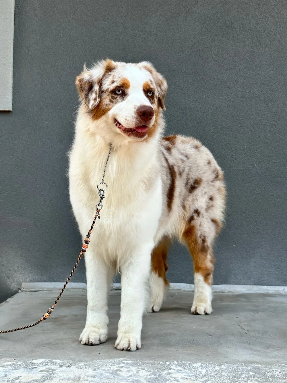 BudNat Aussies Australian Shepherds Kennel - Veszprém County pet otel görseli 3