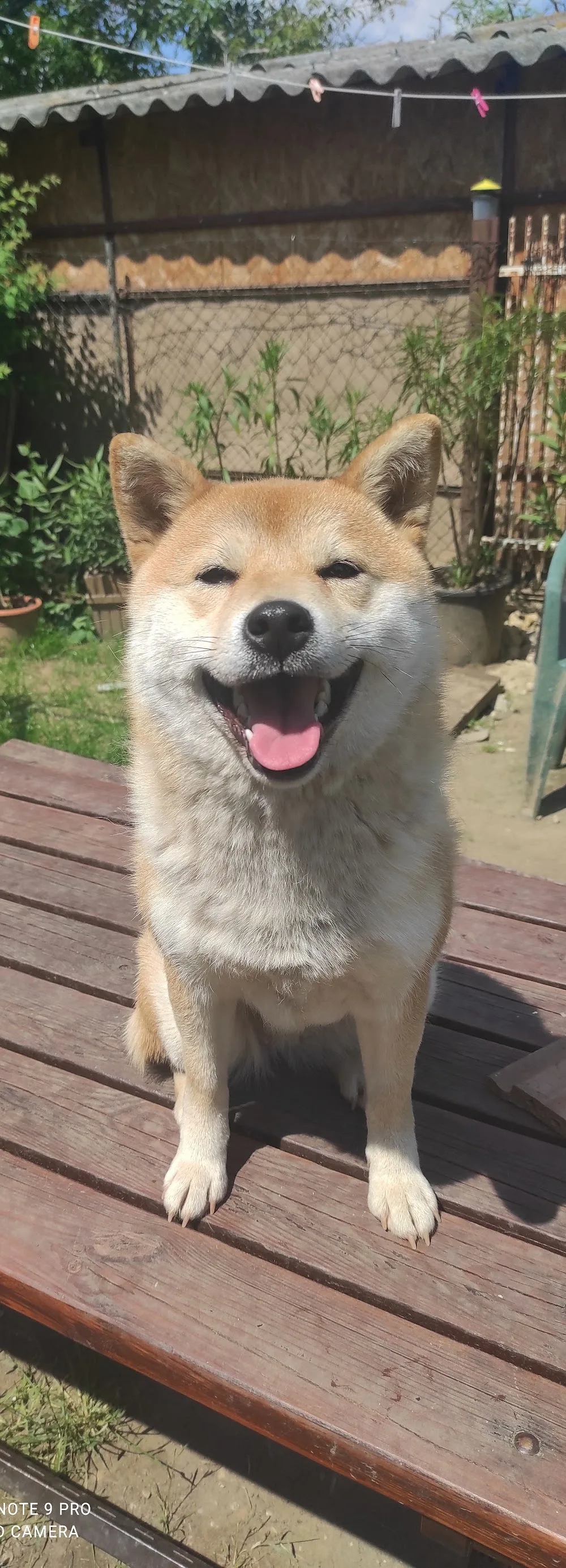 Hoshi Team Kennel (shiba inu) - Veszprém County pet otel
