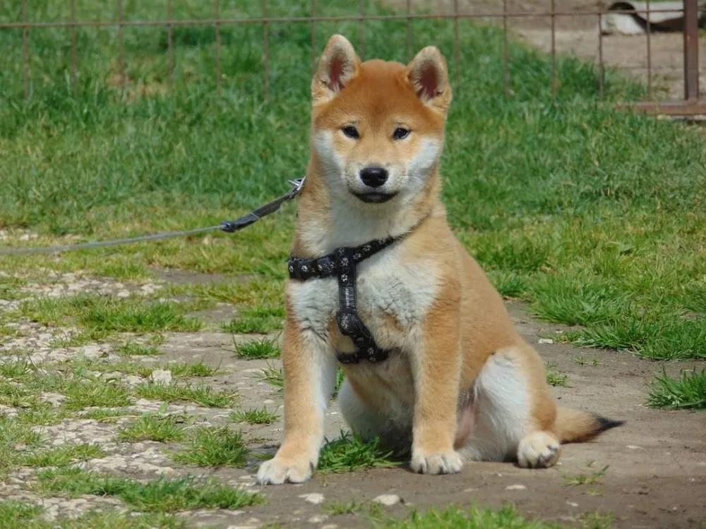 Hoshi Team Kennel (shiba inu) - Veszprém County pet otel görseli 3