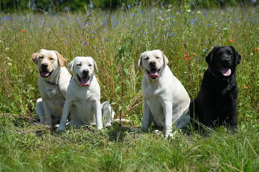 Let's Lab Labrador Kennel - Veszprém County pet otel