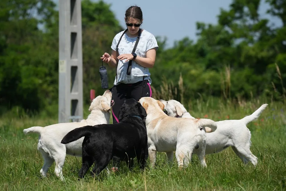 Let's Lab Labrador Kennel - Veszprém County pet otel görseli 3