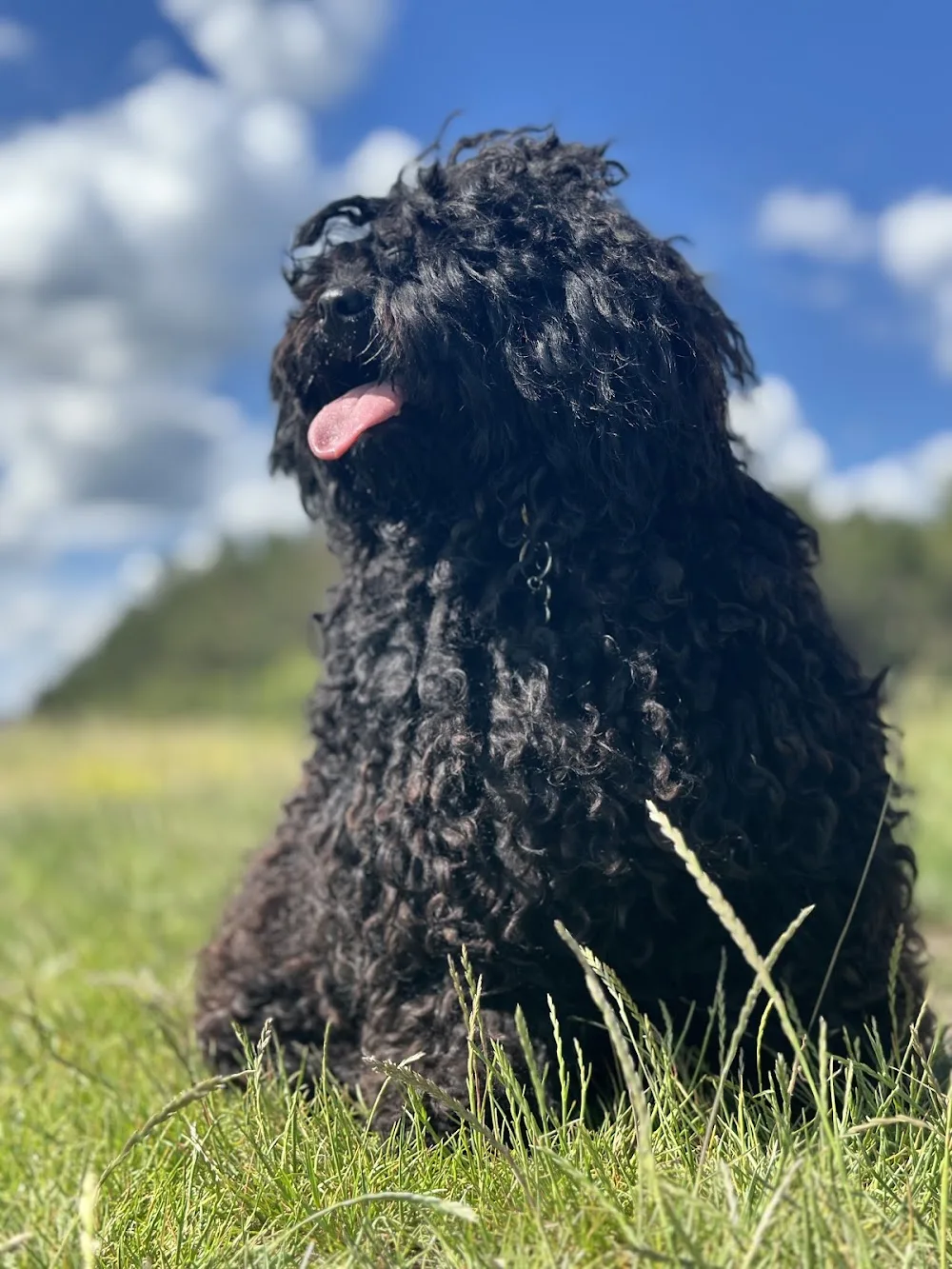 Loncsosi-bátor puli kennel - Veszprém County pet otel