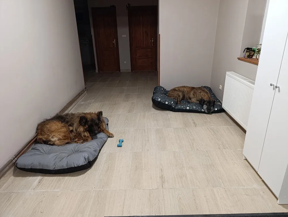 Márkó kutyapanzió - Veszprém County pet otel