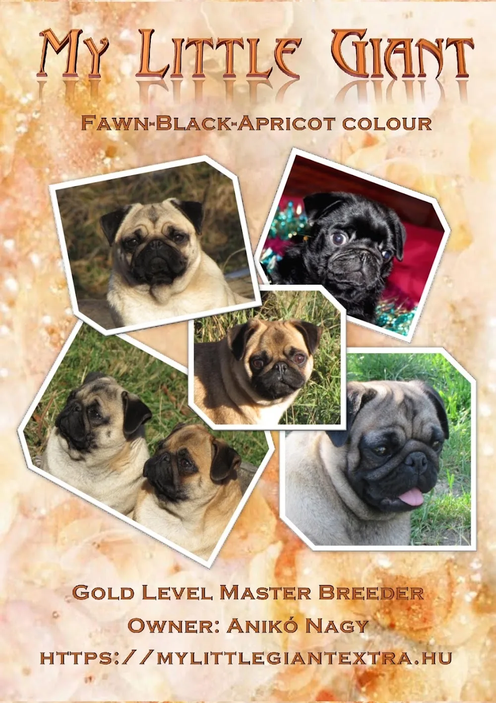 "My Little Giant" Mopsz kennel / Mopsz tenyésztő / Mops-Züchter / Pug Breeder - Veszprém County pet otel