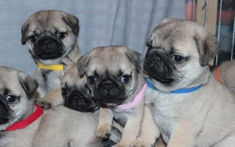 "My Little Giant" Mopsz kennel / Mopsz tenyésztő / Mops-Züchter / Pug Breeder - Veszprém County pet otel görseli 3